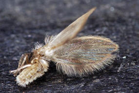 Psychoda sigma (Kincaid, 1899) (= Psychoda surcoufi Tonnoir, 1922) / Schmetterlingsmcken - Psychodidae