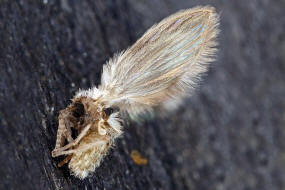 Psychoda sigma (Kincaid, 1899) (= Psychoda surcoufi Tonnoir, 1922) / Schmetterlingsmcken - Psychodidae