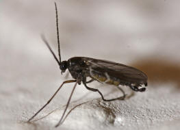 Sciaridae spec. / Trauermcken / Ordnung: Zweiflgler - Diptera - Nematocera - Mcken