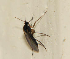 Sciaridae spec. / Trauermcken / Ordnung: Zweiflgler - Diptera - Nematocera - Mcken