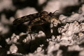 Fenstermcken - Anisopodidae / Ordnung: Zweiflgler - Diptera / Nematocera - Mcken