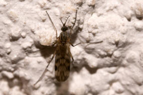 Fenstermcken - Anisopodidae / Ordnung: Zweiflgler - Diptera / Nematocera - Mcken