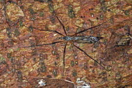 Tipula (Vestiplex) hortorum / Ohne deutschen Namen / Schnaken - Tipulidae / Ordnung: Zweiflügler - Diptera / Nematocera - Mücken