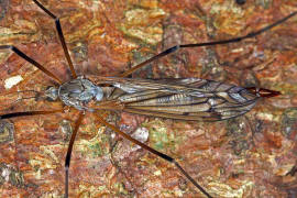 Tipula (Vestiplex) hortorum / Ohne deutschen Namen / Schnaken - Tipulidae / Ordnung: Zweiflügler - Diptera / Nematocera - Mücken