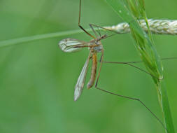 Tipula vernalis / Frhlingsschnake / Schnaken - Tipulidae / Ordnung: Zweiflgler - Diptera / Nematocera - Mcken