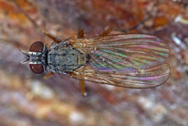 Coenosia spec. / Ohne deutschen Namen / Echte Fliegen - Muscidae