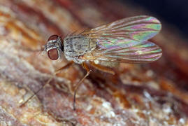 Coenosia spec. / Ohne deutschen Namen / Echte Fliegen - Muscidae