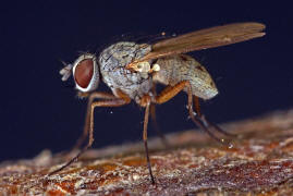 Coenosia spec. / Ohne deutschen Namen / Echte Fliegen - Muscidae