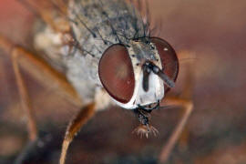 Coenosia spec. / Ohne deutschen Namen / Echte Fliegen - Muscidae