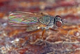 Coenosia spec. / Ohne deutschen Namen / Echte Fliegen - Muscidae