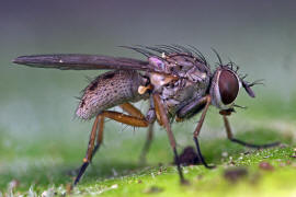 Coenosia spec. / Ohne deutschen Namen / Echte Fliegen - Muscidae