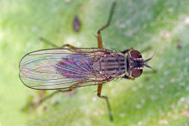 Coenosia spec. / Ohne deutschen Namen / Echte Fliegen - Muscidae