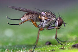 Coenosia spec. / Ohne deutschen Namen / Echte Fliegen - Muscidae