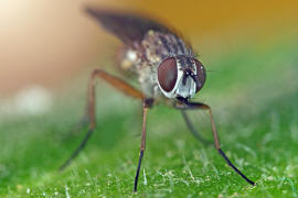 Coenosia spec. / Ohne deutschen Namen / Echte Fliegen - Muscidae