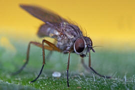 Coenosia spec. / Ohne deutschen Namen / Echte Fliegen - Muscidae