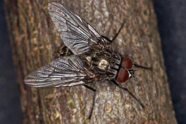 Helina evecta / Ohne deutschen Namen / Echte Fliegen - Muscidae / Brachycera - Fliegen / Ordnung: Diptera - Zweiflgler