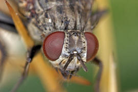 Helina evecta / Ohne deutschen Namen / Echte Fliegen - Muscidae / Brachycera - Fliegen / Ordnung: Diptera - Zweiflgler