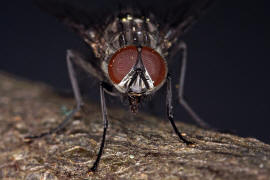 Helina evecta / Ohne deutschen Namen / Echte Fliegen - Muscidae / Brachycera - Fliegen / Ordnung: Diptera - Zweiflgler