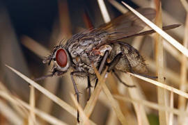 Helina evecta / Ohne deutschen Namen / Echte Fliegen - Muscidae / Brachycera - Fliegen / Ordnung: Diptera - Zweiflgler