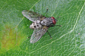 Helina evecta / Ohne deutschen Namen / Echte Fliegen - Muscidae / Brachycera - Fliegen / Ordnung: Diptera - Zweiflgler