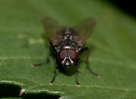 Hydrotaea dentipes / Ohne deutschen Namen / Familie: Echte Fliegen - Muscidae / Ordnung: Diptera - Zweiflgler / Unterordnung: Fliegen - Brachycera (Cyclorrhapha - Deckelschlpfer)