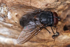 Muscina pascuorum / Kein deutscher Name bekannt / Echte Fliegen - Muscidae