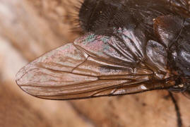 Muscina pascuorum / Kein deutscher Name bekannt / Echte Fliegen - Muscidae
