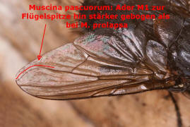 Muscina pascuorum / Kein deutscher Name bekannt / Echte Fliegen - Muscidae