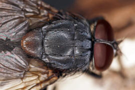 Muscina pascuorum / Kein deutscher Name bekannt / Echte Fliegen - Muscidae