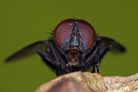 Muscina pascuorum / Kein deutscher Name bekannt / Echte Fliegen - Muscidae