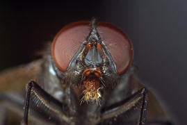 Muscina pascuorum / Kein deutscher Name bekannt / Echte Fliegen - Muscidae