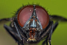 Muscina pascuorum / Kein deutscher Name bekannt / Echte Fliegen - Muscidae