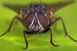 Muscina stabulans / "Falsche Stallfliege" auch "Hausfliege" / Echte Fliegen - Muscidae