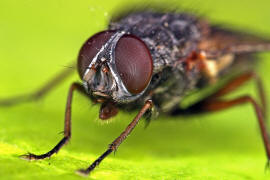 Muscina stabulans / "Falsche Stallfliege" auch "Hausfliege" / Echte Fliegen - Muscidae