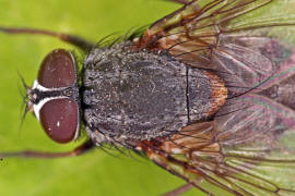 Muscina stabulans / "Falsche Stallfliege" auch "Hausfliege" / Echte Fliegen - Muscidae