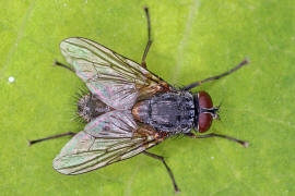 Muscina stabulans / "Falsche Stallfliege" auch "Hausfliege" / Echte Fliegen - Muscidae