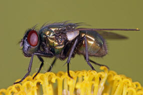 Neomyia cornicina / Kein deutscher Name / Echte Fliegen - Muscidae / Ordnung: Zweiflgler - Diptera / Fliegen - Brachycera