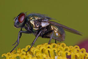 Neomyia cornicina / Kein deutscher Name / Echte Fliegen - Muscidae / Ordnung: Zweiflgler - Diptera / Fliegen - Brachycera