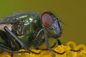 Neomyia cornicina / Kein deutscher Name / Echte Fliegen - Muscidae / Ordnung: Zweiflgler - Diptera / Fliegen - Brachycera