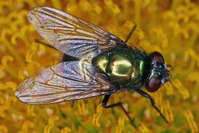 Neomyia cornicina / Kein deutscher Name / Echte Fliegen - Muscidae / Ordnung: Zweiflgler - Diptera / Fliegen - Brachycera