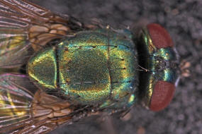 Neomyia cornicina / Kein deutscher Name / Echte Fliegen - Muscidae / Ordnung: Zweiflgler - Diptera / Fliegen - Brachycera