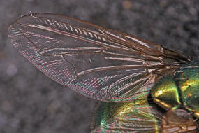 Neomyia cornicina / Kein deutscher Name / Echte Fliegen - Muscidae / Ordnung: Zweiflgler - Diptera / Fliegen - Brachycera