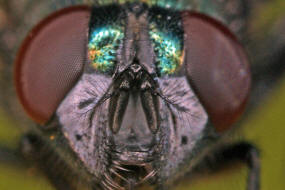 Neomyia cornicina / Kein deutscher Name / Echte Fliegen - Muscidae / Ordnung: Zweiflgler - Diptera / Fliegen - Brachycera