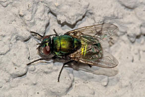 Neomyia cornicina / Kein deutscher Name / Echte Fliegen - Muscidae / Ordnung: Zweiflgler - Diptera / Fliegen - Brachycera