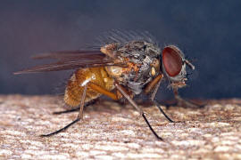 Phaonia subventa / Ohne deutschen Namen / Echte Fliegen - Muscidae / Ordnung: Zweiflgler - Diptera