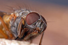 Phaonia subventa / Ohne deutschen Namen / Echte Fliegen - Muscidae / Ordnung: Zweiflgler - Diptera