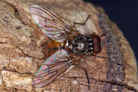 Phaonia subventa / Ohne deutschen Namen / Echte Fliegen - Muscidae / Ordnung: Zweiflgler - Diptera