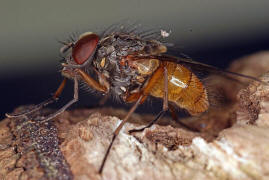 Phaonia subventa / Ohne deutschen Namen / Echte Fliegen - Muscidae / Ordnung: Zweiflgler - Diptera