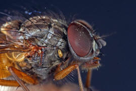 Phaonia subventa / Ohne deutschen Namen / Echte Fliegen - Muscidae / Ordnung: Zweiflgler - Diptera