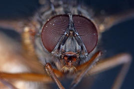 Phaonia subventa / Ohne deutschen Namen / Echte Fliegen - Muscidae / Ordnung: Zweiflgler - Diptera